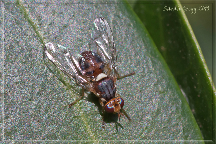Dacus (=Bactrocera) oleae ♂ (Tephritidae)
