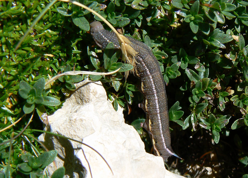 Bruco di alta quota