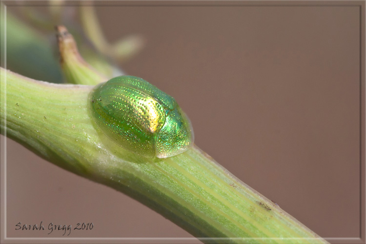 Cassida margaritacea, Chrysomelidae