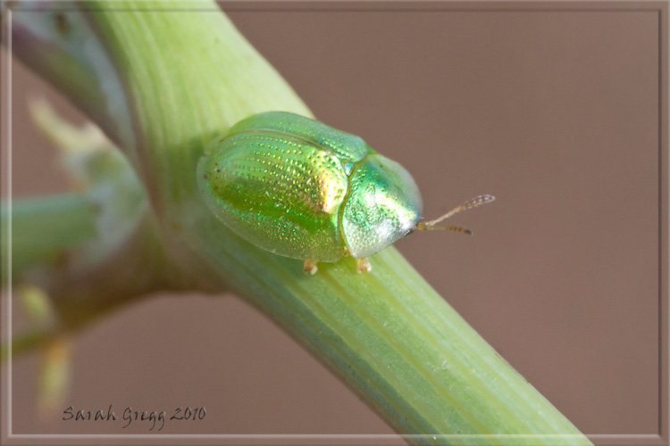 Cassida margaritacea, Chrysomelidae