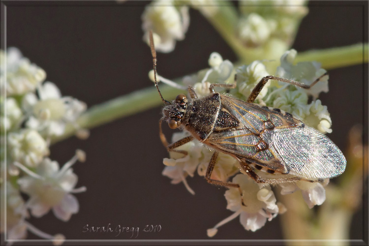 Rhopalidae: Liorhyssus hyalinus sul Litorale romano (Lazio)