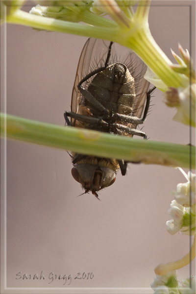 Quiz da sotto: possibile Pollenia sp. (Calliphoridae).