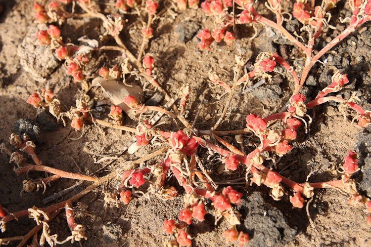 Mesembryanthemum nodiflorum / Erba cristallina stretta