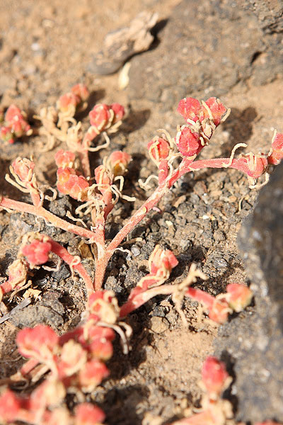 Mesembryanthemum nodiflorum / Erba cristallina stretta