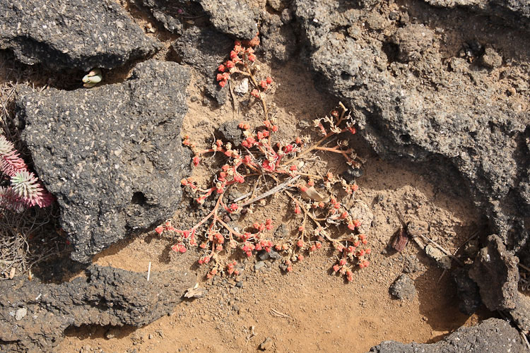 Mesembryanthemum nodiflorum / Erba cristallina stretta