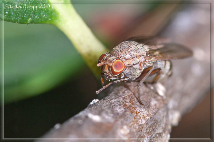 Minettia gruppo fasciata (Lauxaniidae).