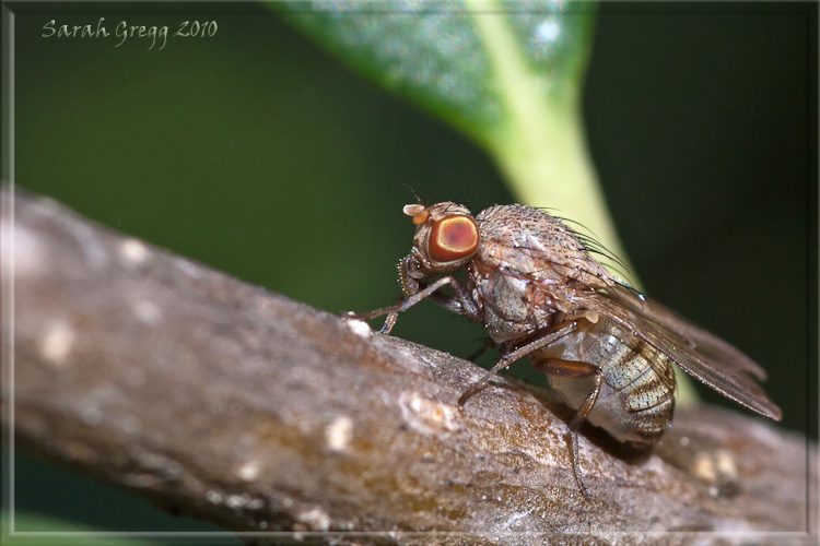 Minettia gruppo fasciata (Lauxaniidae).