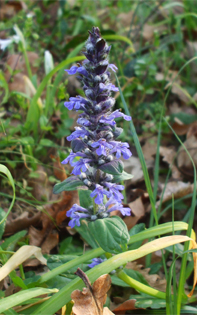 Ajuga genevensis