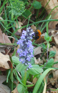 Ajuga genevensis