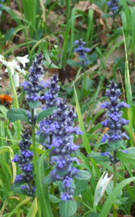 Ajuga genevensis