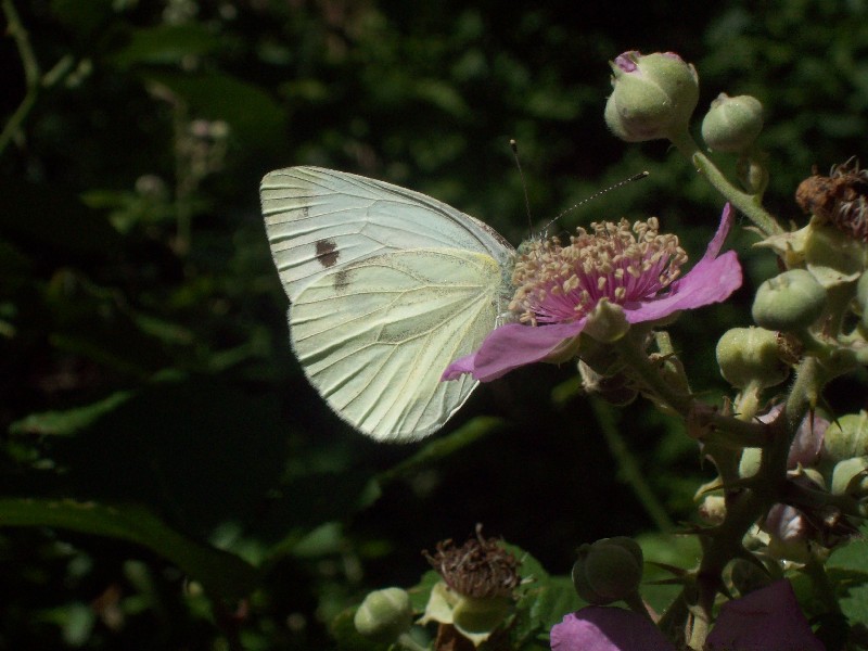 Pieris...napi??? - S