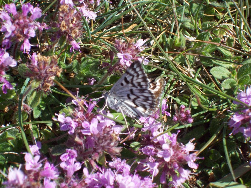 notturnada identificare - Euclidia (Callistege) mi