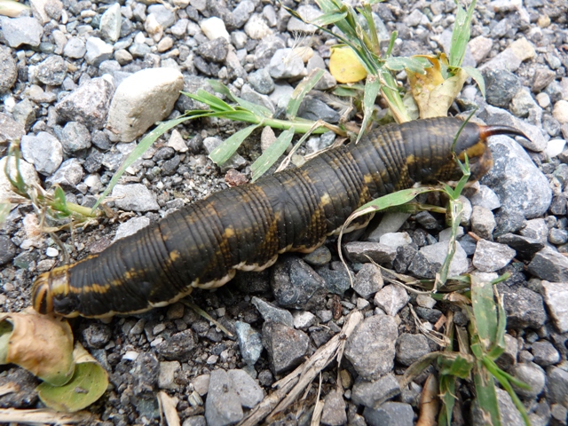 Agrius convolvuli?