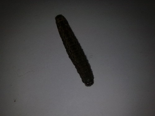 HELP! bruco da nutrire