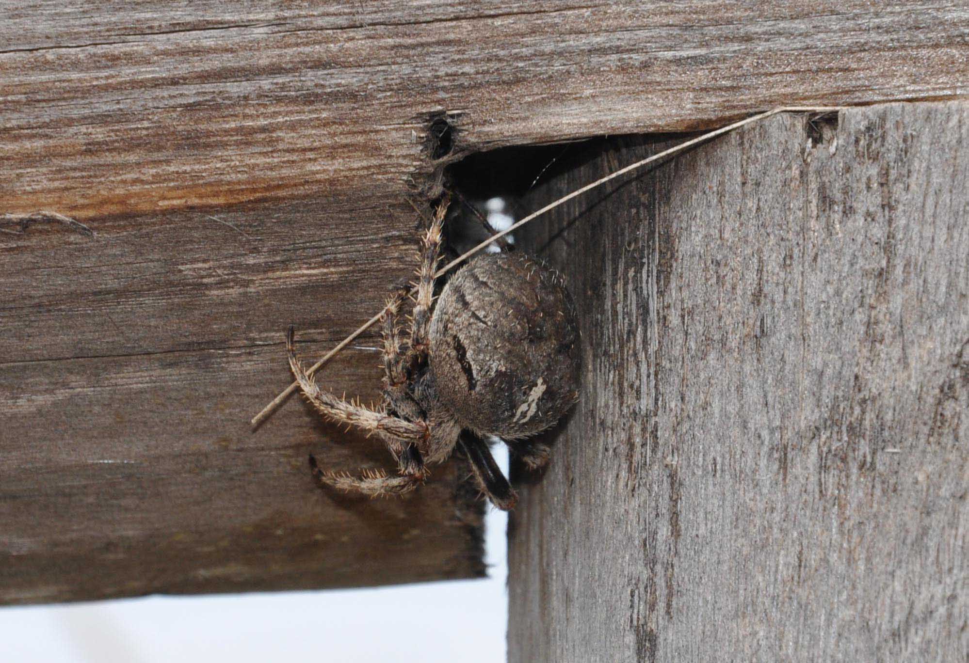 Araneus sp.