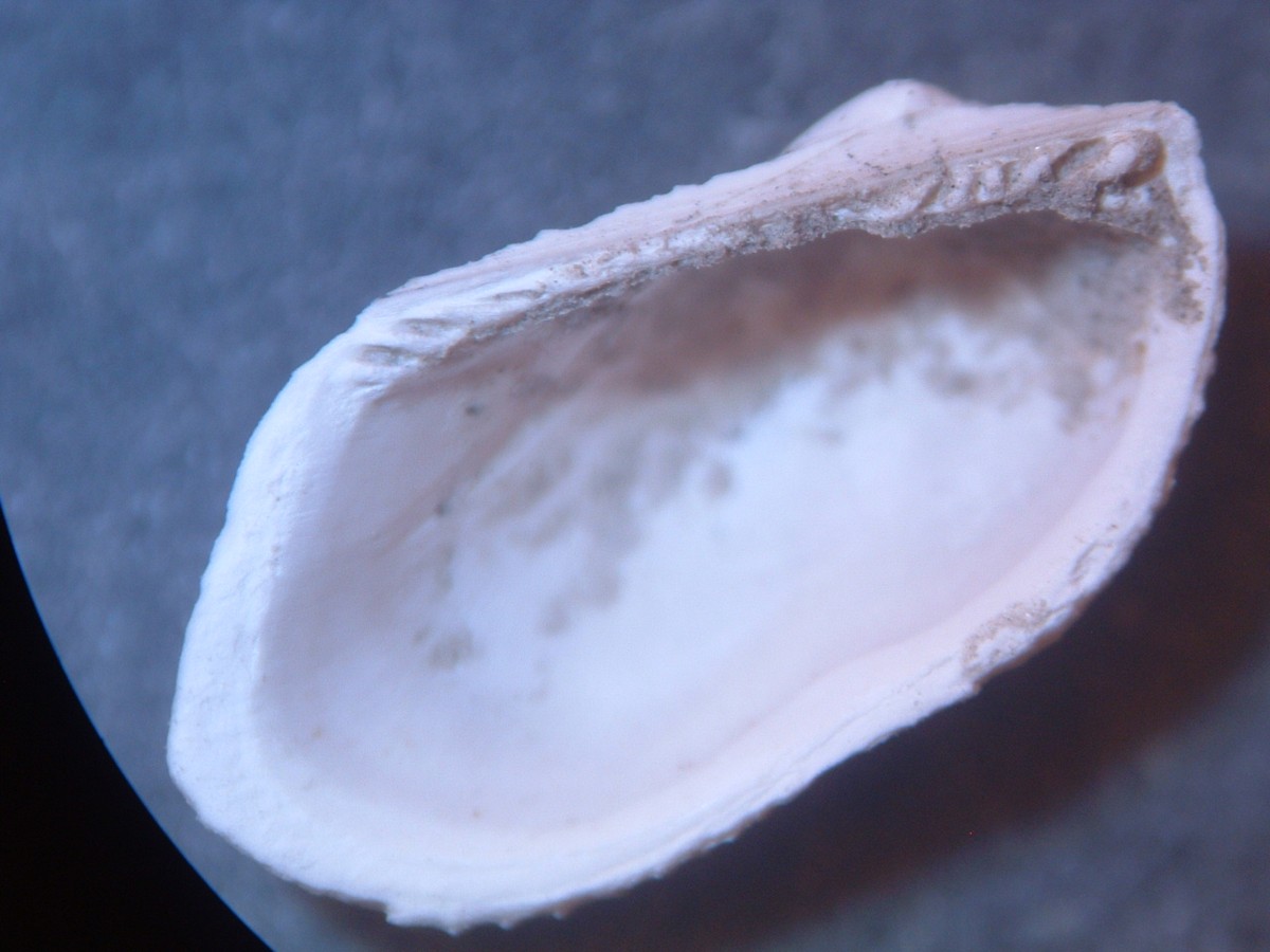 Identificazione bivalve