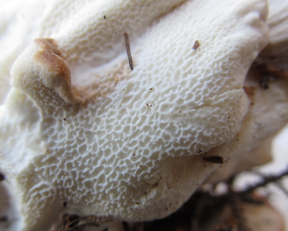 Aiuto determinazione