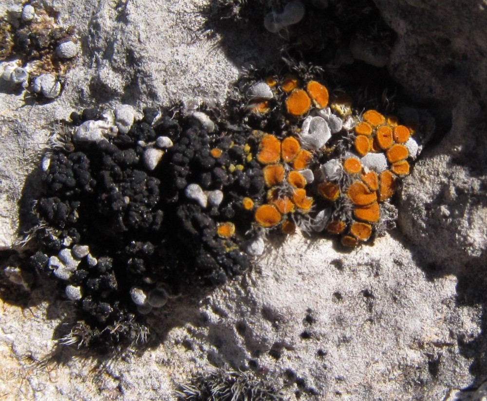 Caloplaca