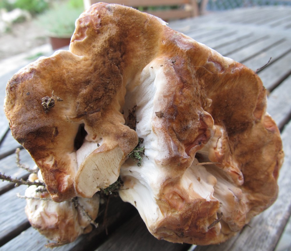 Aiuto determinazione