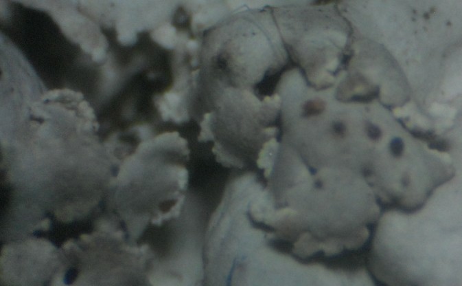 Physcia