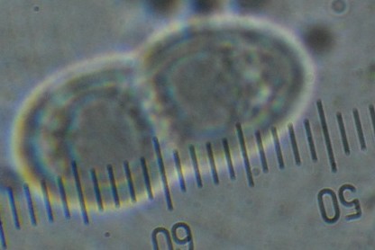 Caloplaca