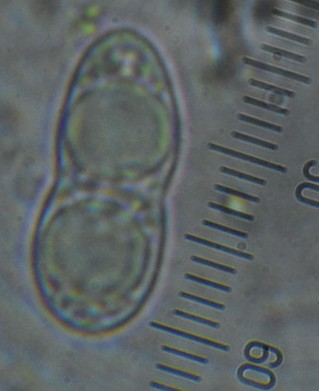Caloplaca