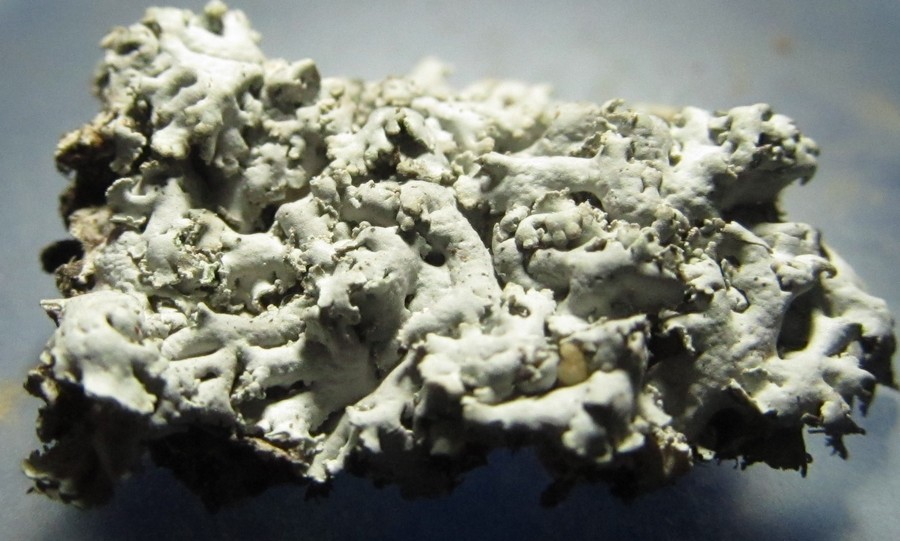 Physcia