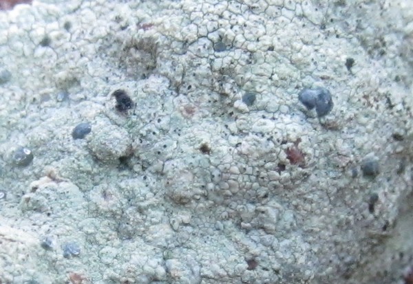 aiuto