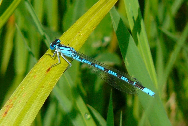 Doppio accoppiamento di Coenagrionidae