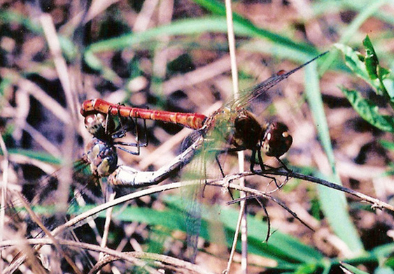 libellula 3: copula di Sympetrum... probabile striolatum