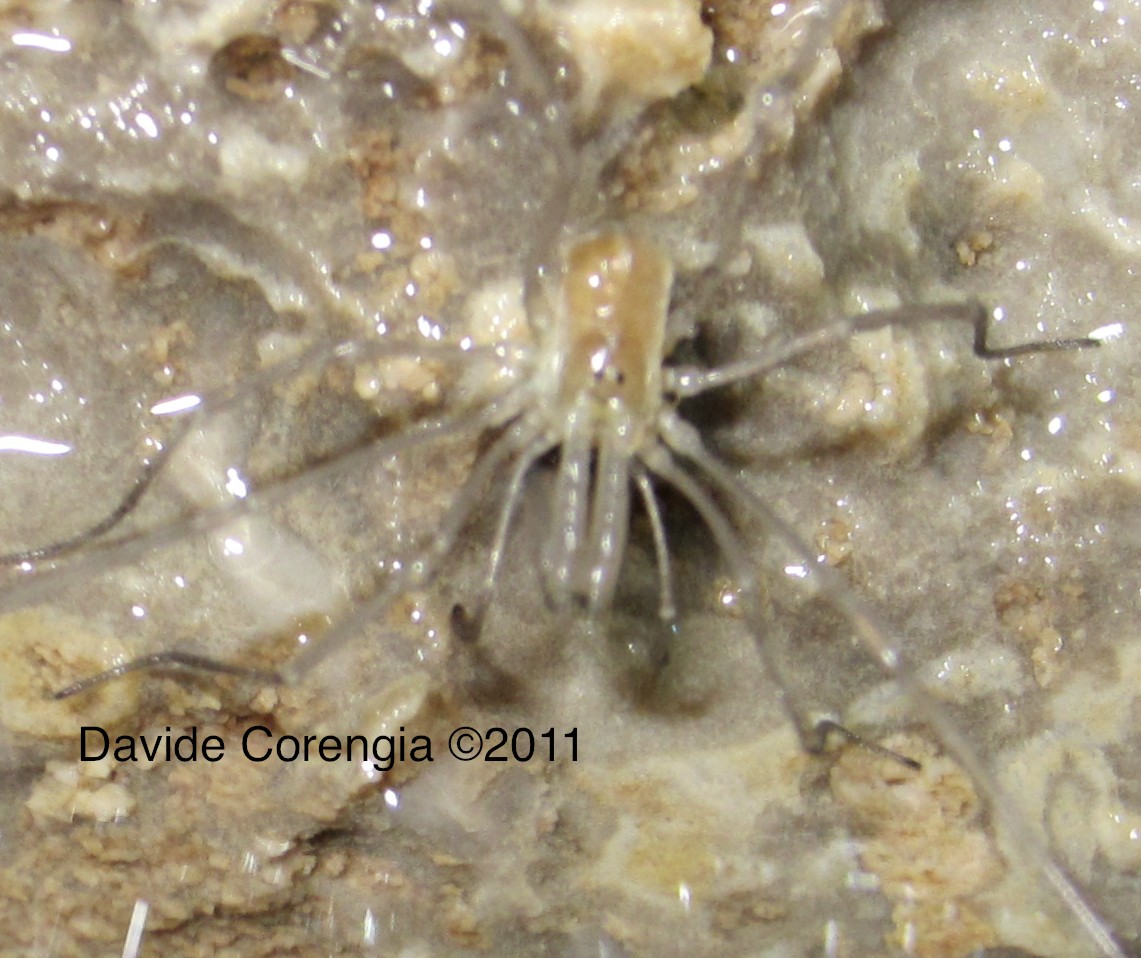 Ischyropsalis dentipalpis - Grotta Bugs Bunny - Grignone LC