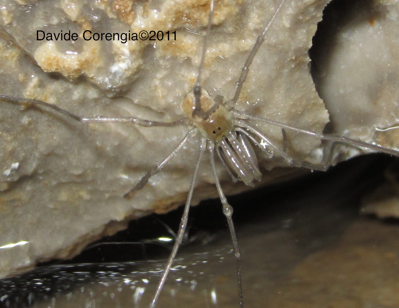 Ischyropsalis dentipalpis - Grotta Bugs Bunny - Grignone LC