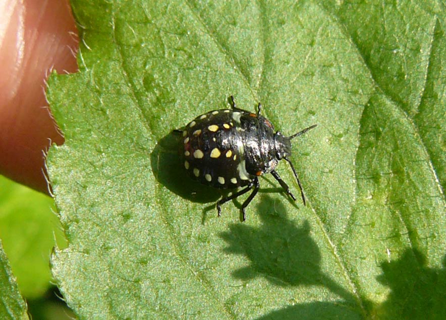 Instar di Nezara viridula