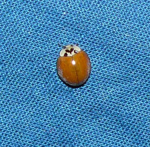 coccinella senza punti (Harmonia axiridis?)