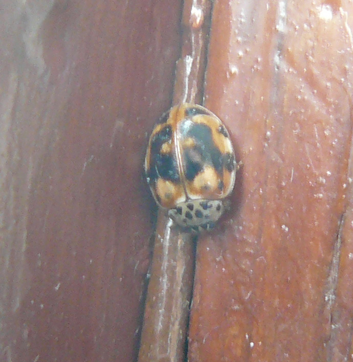 Adalia o Harmonia? Harmonia! ... quadripunctata