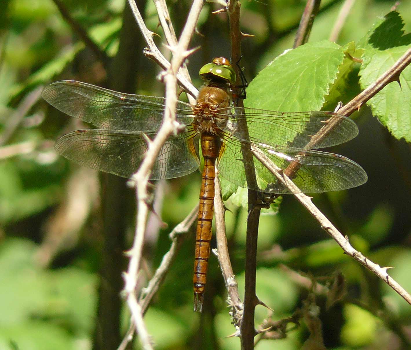 ID - Aeshna isosceles (maschio)