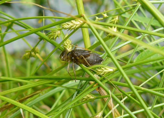 larva di Crocothemis erythraea