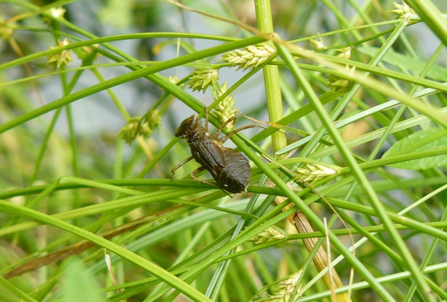 larva di Crocothemis erythraea