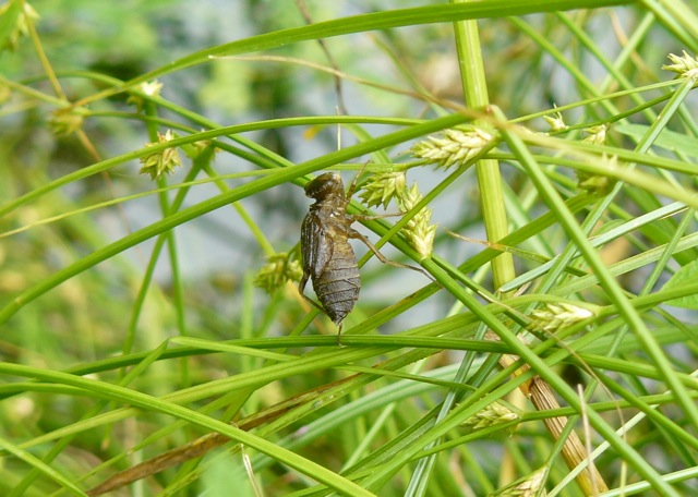 larva di Crocothemis erythraea