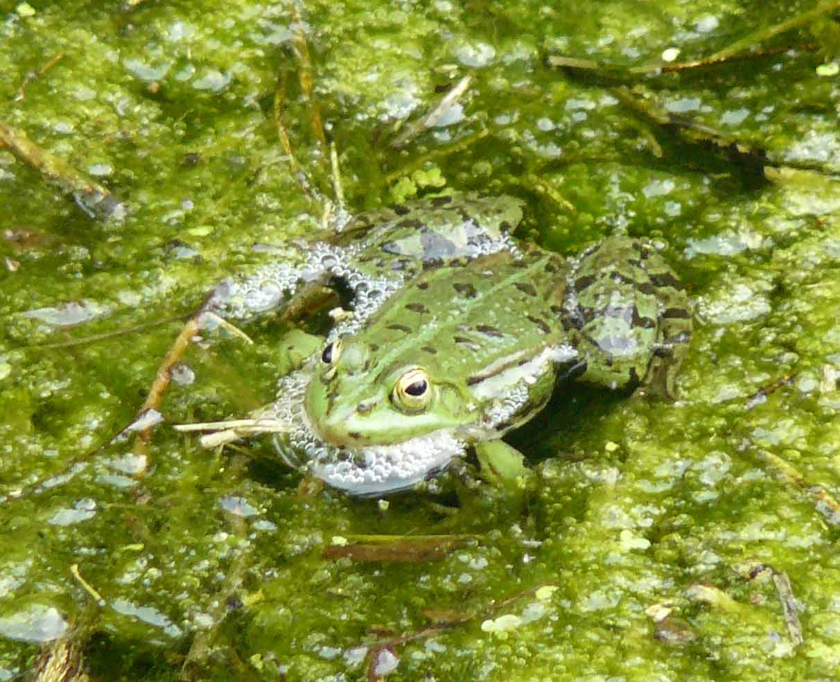 rana - probab. Pelophylax lessonae (prov. Sondrio)
