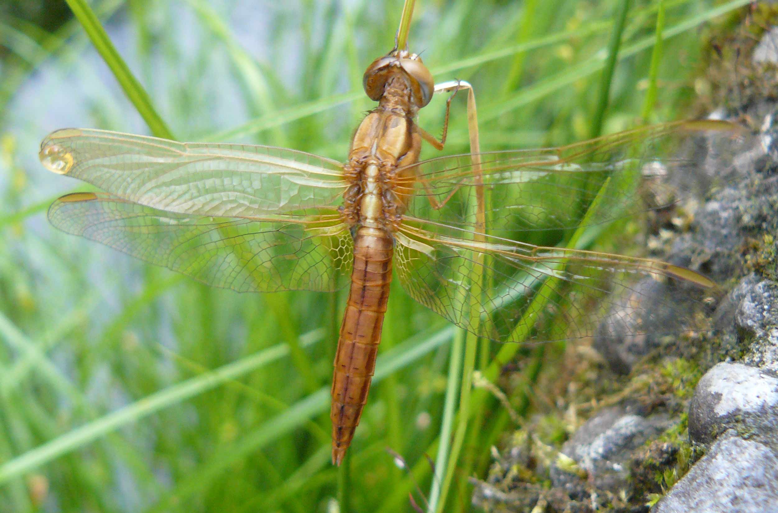 Crocothemis erythraea