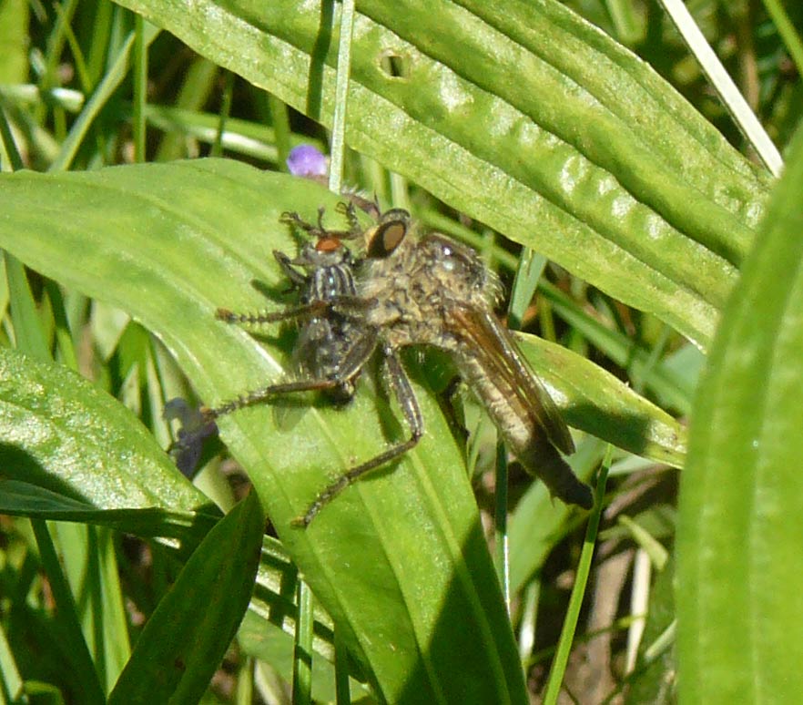 Asilidae gigante
