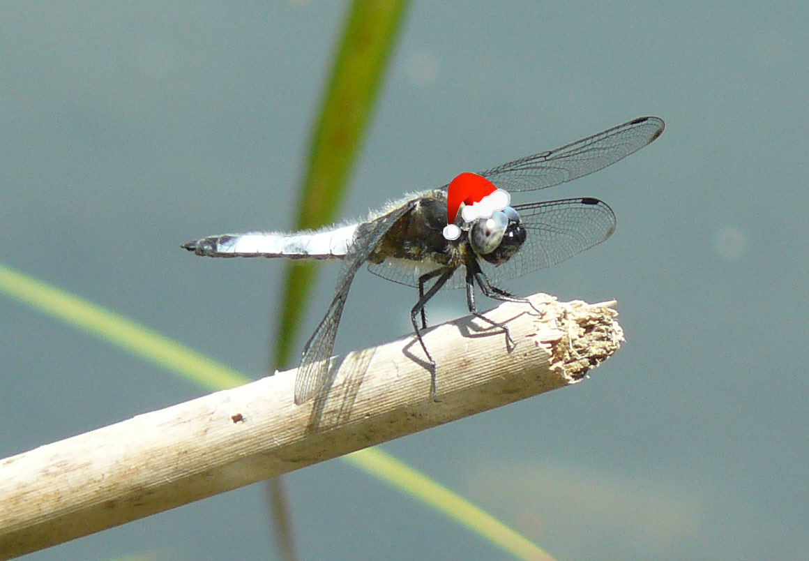 Nuova specie !!! libellula di natale !!!