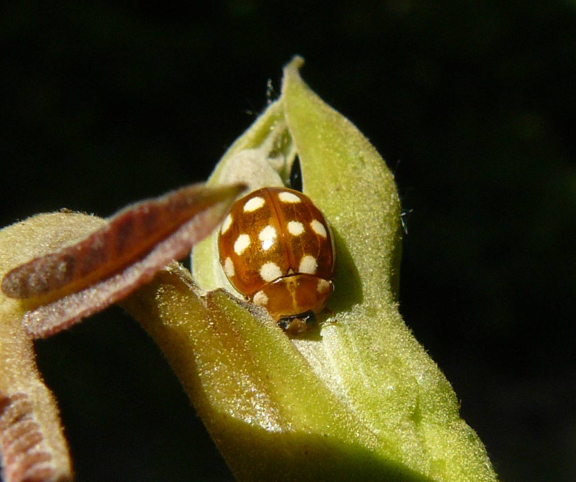 Coccinella: Calvia quatuordecimguttata