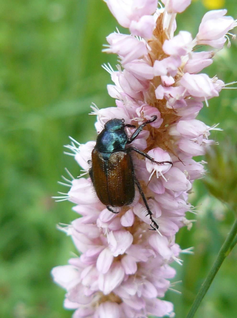 Phyllopertha horticola (Rutelidae)