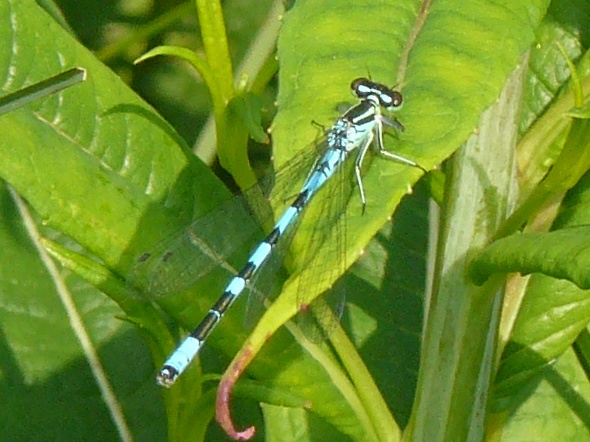 Coenagrion hastulatum? - S