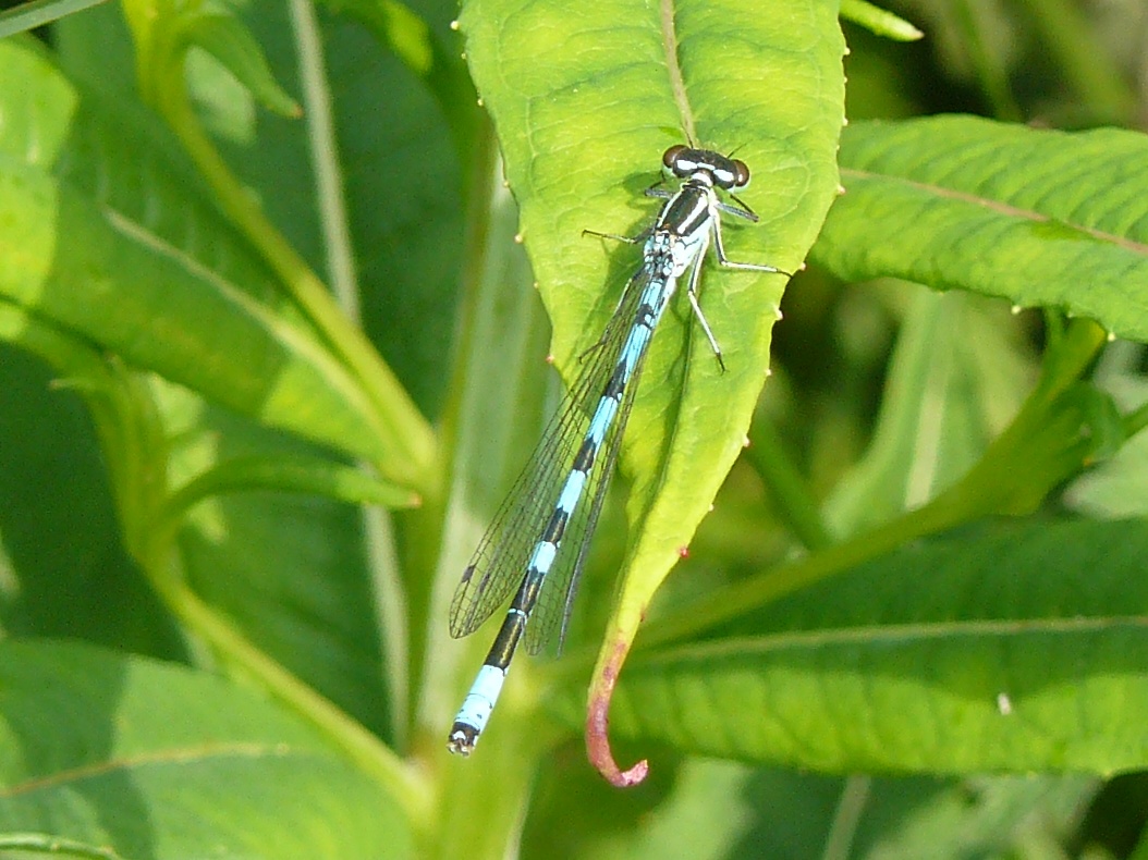 Coenagrion hastulatum? - S