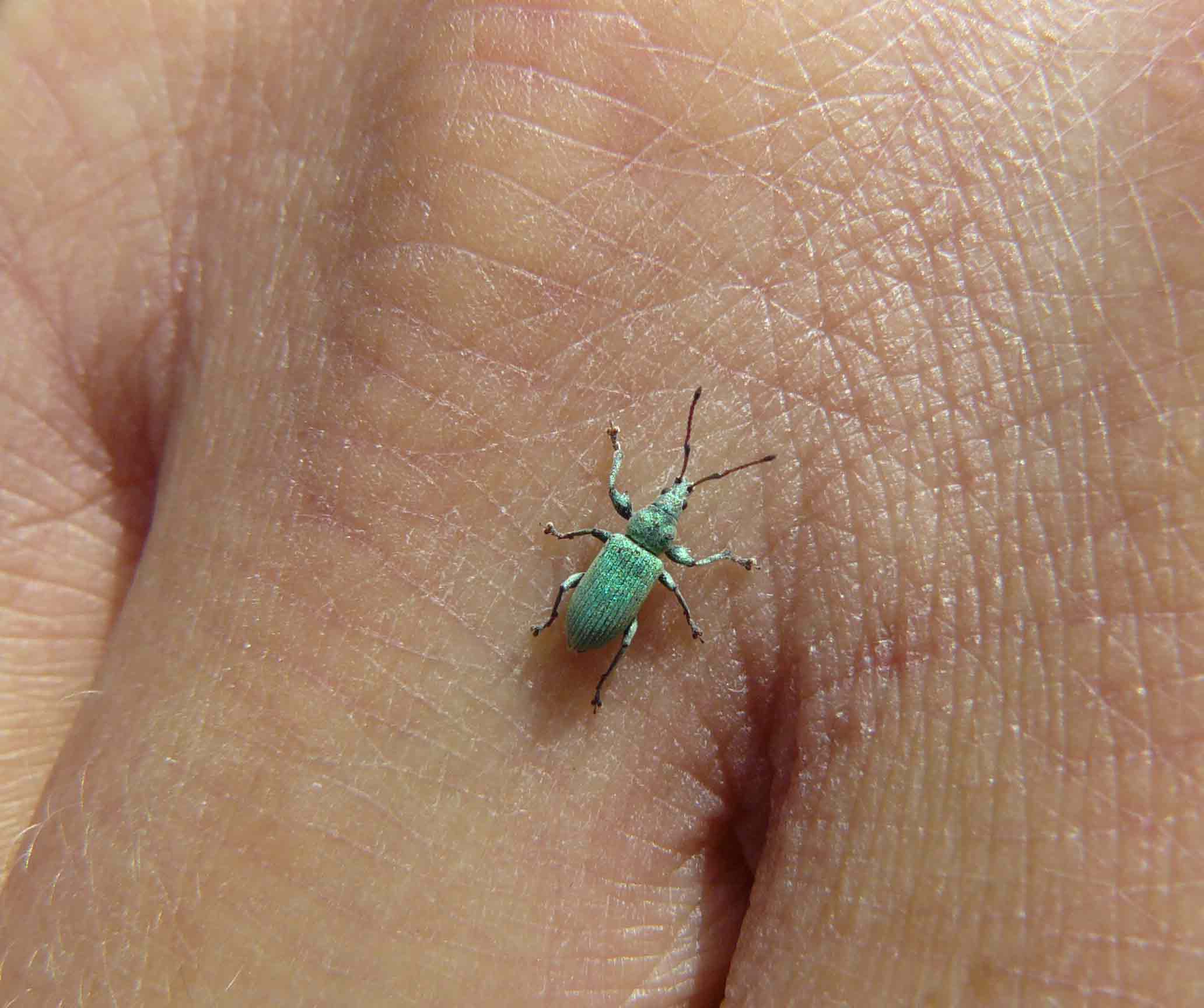 Polydrusus sp. (o Phyllobius sp.?)