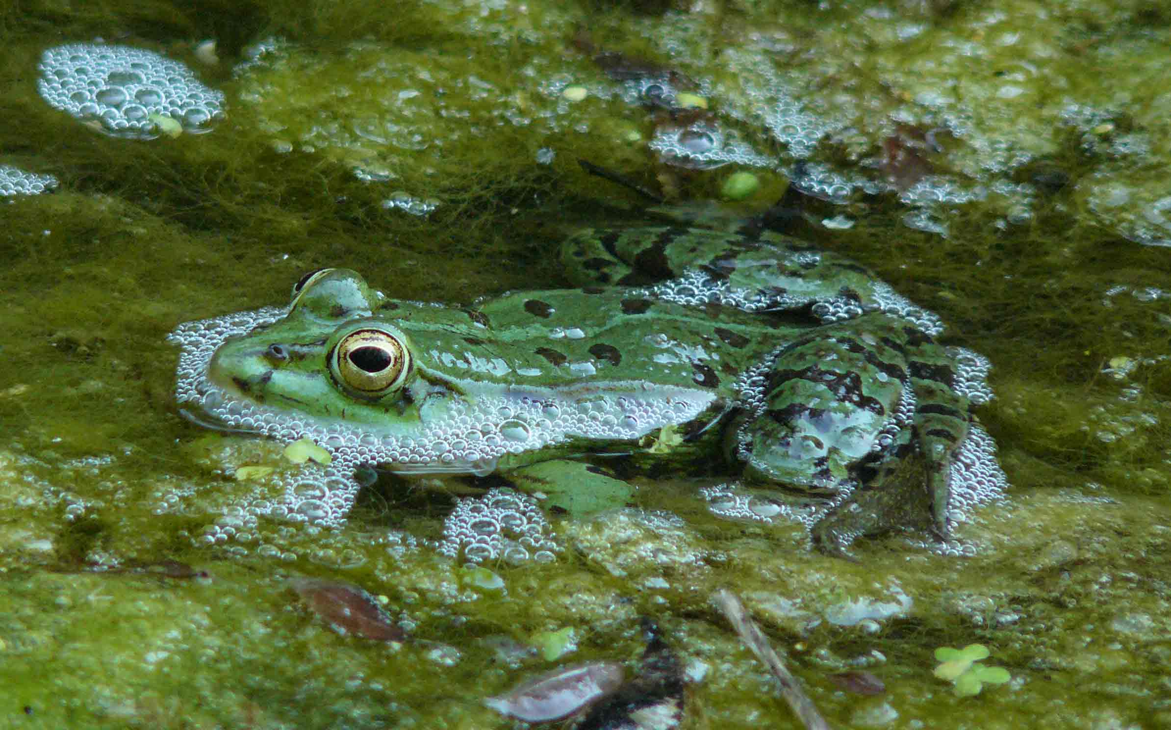 rana - probab. Pelophylax lessonae (prov. Sondrio)