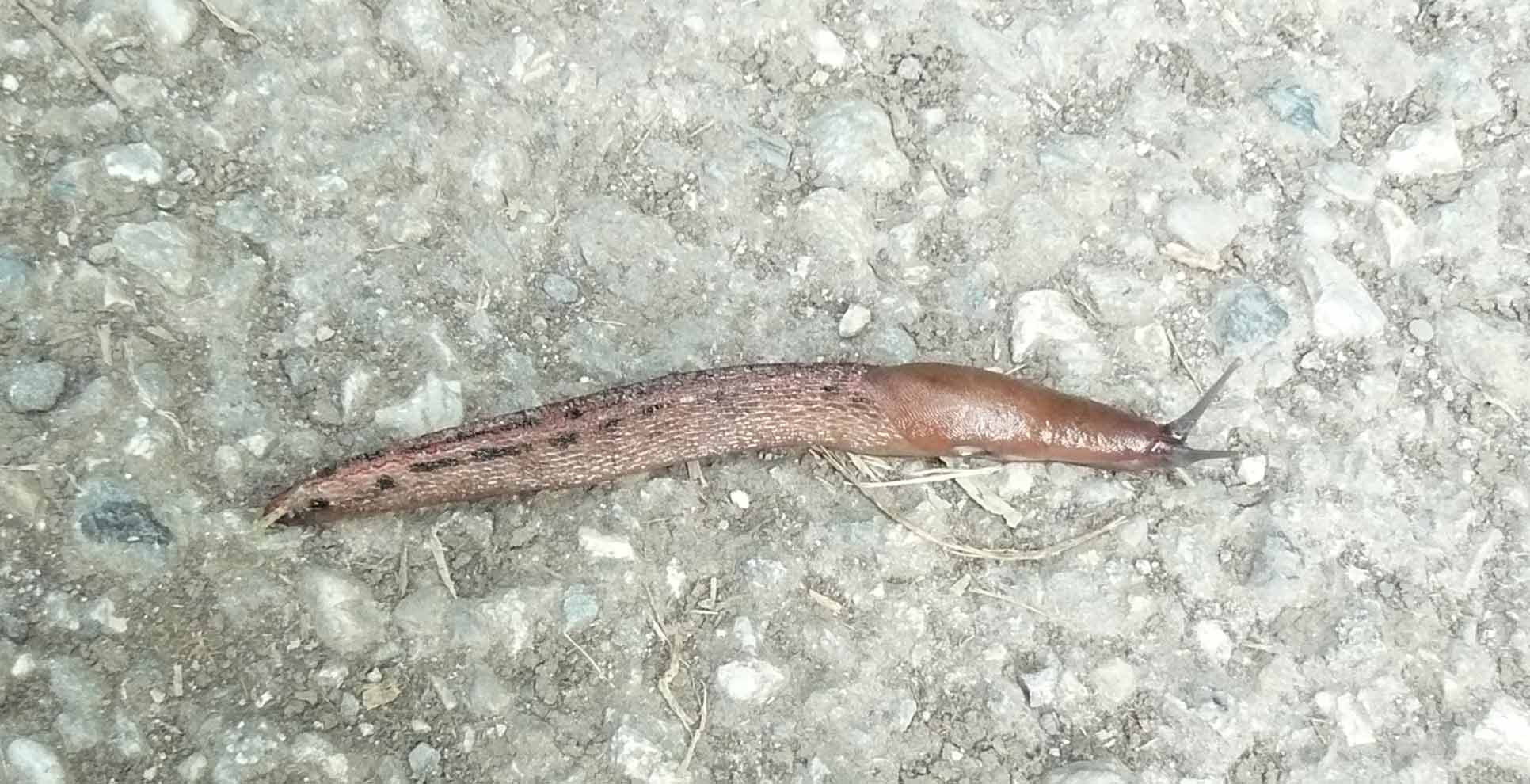 Limax dacampi da Cornate/Adda (MB)
